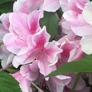 Meet your Posher, Julie